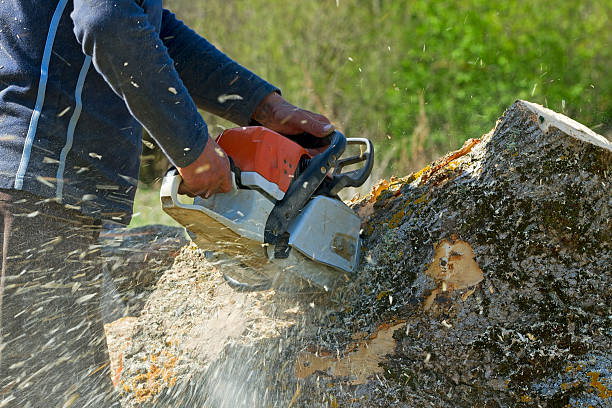 The Steps Involved in Our Tree Care Process in Whitefish Bay, WI